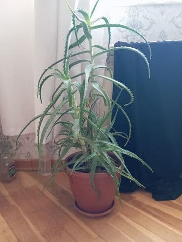 Aloe bitki lalafo.az -da Aloe bitki