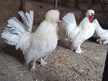 Toyuq, Damazlıq, Ünvandan götürmə lalafo.az -da Toyuq, Damazlıq, Ünvandan götürmə
