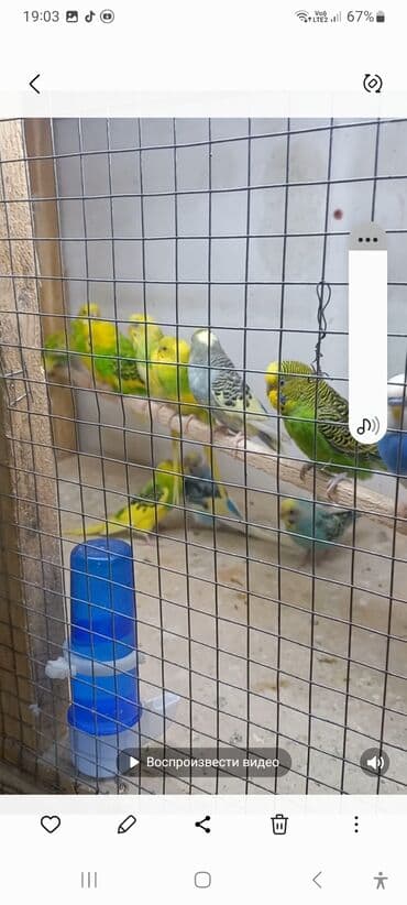 Dalmaçın papağanları (dalğalı papağan/budgerigar) – müxtəlif rənglərdə lalafo.az -da Dalmaçın papağanları (dalğalı papağan/budgerigar) – müxtəlif rənglərdə