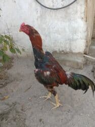 Salam yaxsi cins heyrati satilir Aprel ayinda cixib ata meydani lalafo.az -da Salam yaxsi cins heyrati satilir Aprel ayinda cixib ata meydani