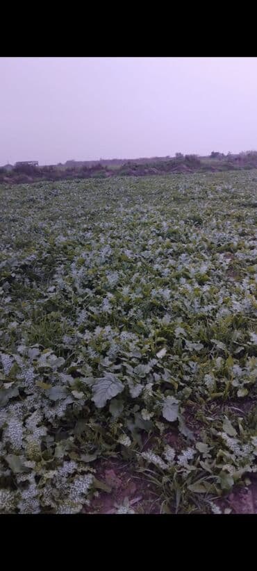 Fəhlə lazımdı 1 hektar ərazidi qalğan basıb vurub təmizləmək üçün lalafo.az -da Fəhlə lazımdı 1 hektar ərazidi qalğan basıb vurub təmizləmək üçün