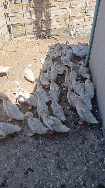 Ördək balaları – çoxsaylı sürü - Cins: ev ördəyi (ağ rəngli balalar) lalafo.az -da Ördək balaları – çoxsaylı sürü - Cins: ev ördəyi (ağ rəngli balalar)
