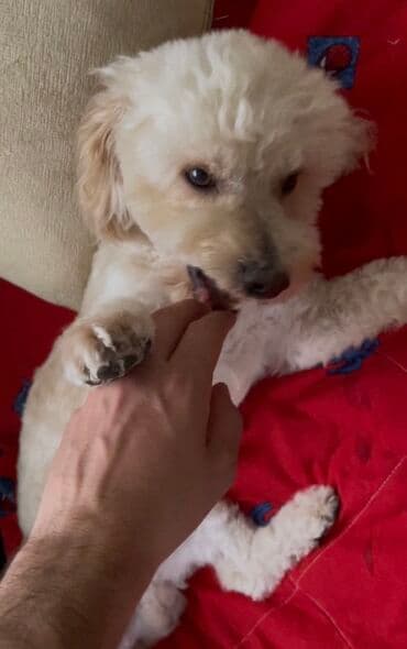 Pudel, 3 il, Erkek, Cütləşmə üçün, Pulsuz çatdırılma lalafo.az -da Pudel, 3 il, Erkek, Cütləşmə üçün, Pulsuz çatdırılma