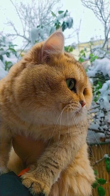 Britan lalafo.az -da Britan