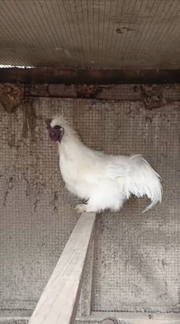 Iki xoruz 5 fərə Ponponlar satilir.Tək satilmir.Hamisi birgə lalafo.az -da Iki xoruz 5 fərə Ponponlar satilir.Tək satilmir.Hamisi birgə