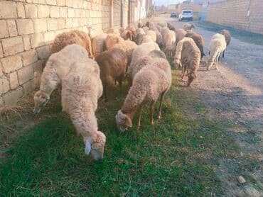 Dişi, il: 4, Ətlik, Damazlıq, Südlük, Ödənişli çatdırılma lalafo.az -da Dişi, il: 4, Ətlik, Damazlıq, Südlük, Ödənişli çatdırılma