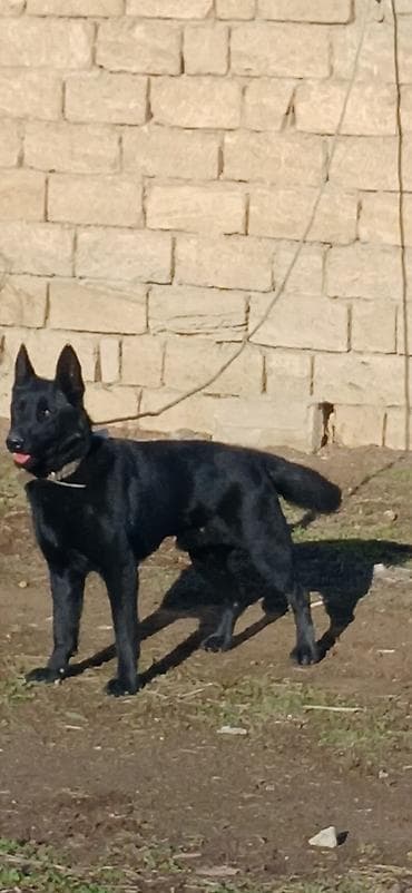 Alman çoban iti, 11 ay, Erkek, Peyvəndli lalafo.az -da Alman çoban iti, 11 ay, Erkek, Peyvəndli