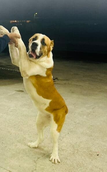 Alabay, 10 ay, Dişi, Peyvəndli, Ünvandan götürmə lalafo.az -da Alabay, 10 ay, Dişi, Peyvəndli, Ünvandan götürmə