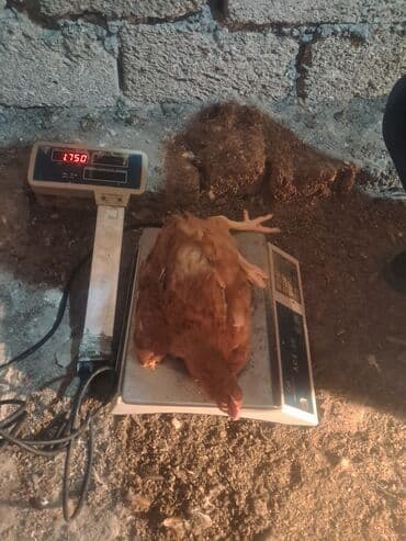 Toyuq, Damazlıq lalafo.az -da Toyuq, Damazlıq