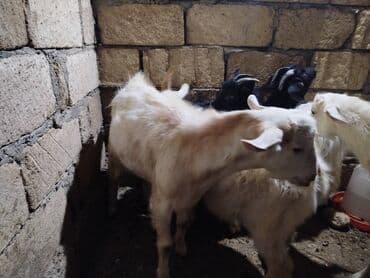 Üç baş erkək sanen çəpisləri biri rusdu,təmizdilər qarışıq deyil. Kom lalafo.az -da Üç baş erkək sanen çəpisləri biri rusdu,təmizdilər qarışıq deyil. Kom