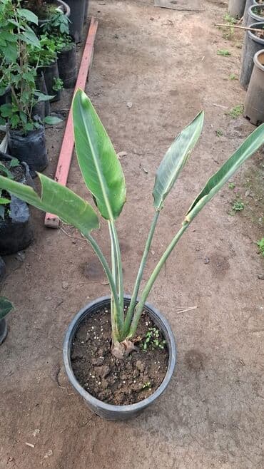 Букетные цветы: Sifarişlə gəlir. trelitzia nicolai (Ağ Quş Cənnəti) – iri dekorativ at lalafo.az — 1 Букетные цветы: Sifarişlə gəlir. trelitzia nicolai (Ağ Quş Cənnəti) – iri dekorativ — 1