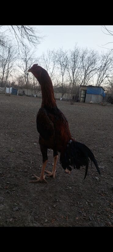 Salam. Temiz turk becesi satilir cox hundur boy heyvandi 9 ayinin lalafo.az -da Salam. Temiz turk becesi satilir cox hundur boy heyvandi 9 ayinin