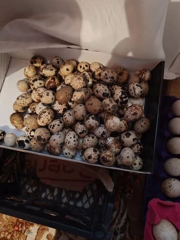 Рыба и морепродукты: Təmiz, kənd təsərrüfatı məhsulları: - Evdə saxlanılan toyuq sürüsü – at lalafo.az — 6 Рыба и морепродукты: Təmiz, kənd təsərrüfatı məhsulları: - Evdə saxlanılan toyuq sürüsü – — 6