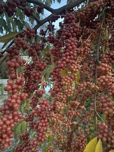 Уличные растения: MEYVESİ SATILIR TƏZİQ ÜÇÜN YAXŞIDI Məhsul: Şuşa bibəri (Şinşon – at lalafo.az — 1 Уличные растения: MEYVESİ SATILIR TƏZİQ ÜÇÜN YAXŞIDI Məhsul: Şuşa bibəri (Şinşon – — 1
