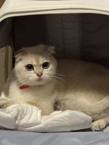 Şotland, Dişi, Yaxşı əllərə lalafo.az -da Şotland, Dişi, Yaxşı əllərə