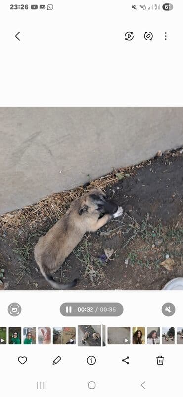 Doq, 2 ay, Dişi, Pulsuz çatdırılma, Ödənişli çatdırılma, Ünvandan götürmə lalafo.az -da Doq, 2 ay, Dişi, Pulsuz çatdırılma, Ödənişli çatdırılma, Ünvandan götürmə
