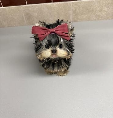 Malta bolonka, 2 ay, Sənədli lalafo.az -da Malta bolonka, 2 ay, Sənədli