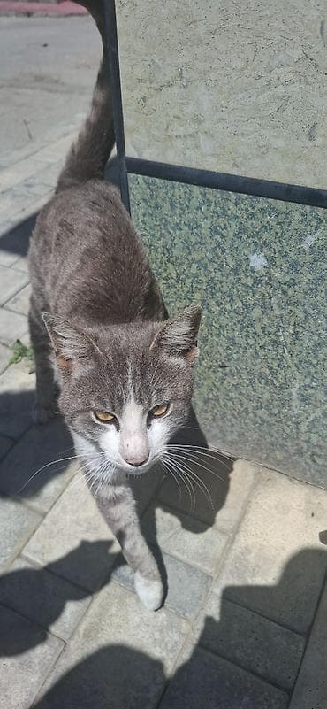 Erkək, Yaxşı əllərə, Ünvandan götürmə lalafo.az -da Erkək, Yaxşı əllərə, Ünvandan götürmə