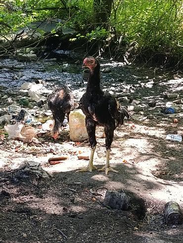 Toyuq, Damazlıq lalafo.az -da Toyuq, Damazlıq