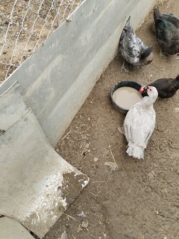 Muscovy ördəkləri və balaları - Növ: Muscovy (hind ördəyi) - Rənglər lalafo.az -da Muscovy ördəkləri və balaları - Növ: Muscovy (hind ördəyi) - Rənglər