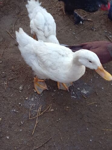 Erkək, Ətlik, Ünvandan götürmə lalafo.az -da Erkək, Ətlik, Ünvandan götürmə