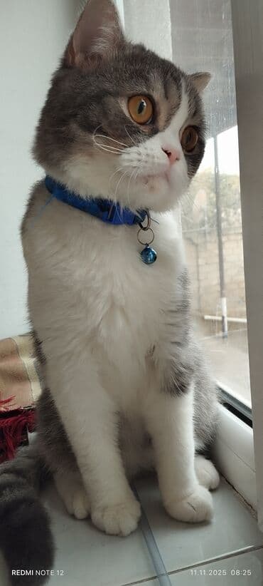 Britan lalafo.az -da Britan