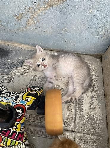 Qızıl şinşilla, Erkək, Dişi lalafo.az -da Qızıl şinşilla, Erkək, Dişi
