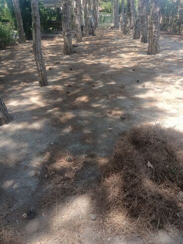 BineBotanic: Baglarda seliqe sehman isleri agaclarin budanmasi qazonn biclmesi lalafo.az -da BineBotanic: Baglarda seliqe sehman isleri agaclarin budanmasi qazonn biclmesi