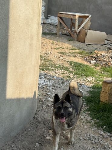 Akita-inu, 1 il, Dişi, Peyvəndli lalafo.az -da Akita-inu, 1 il, Dişi, Peyvəndli