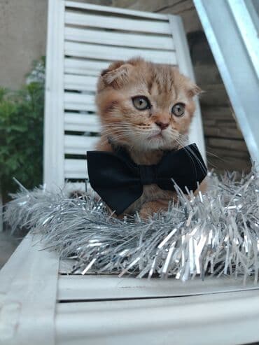 Şotland lalafo.az -da Şotland