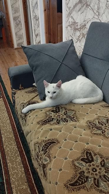 Erkək, Yaxşı əllərə, Ünvandan götürmə, Pulsuz çatdırılma lalafo.az -da Erkək, Yaxşı əllərə, Ünvandan götürmə, Pulsuz çatdırılma