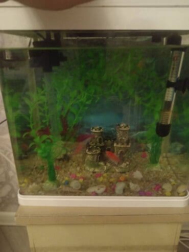 Balıqlarla birlikdə, 15 l, Ünvandan götürmə lalafo.az -da Balıqlarla birlikdə, 15 l, Ünvandan götürmə