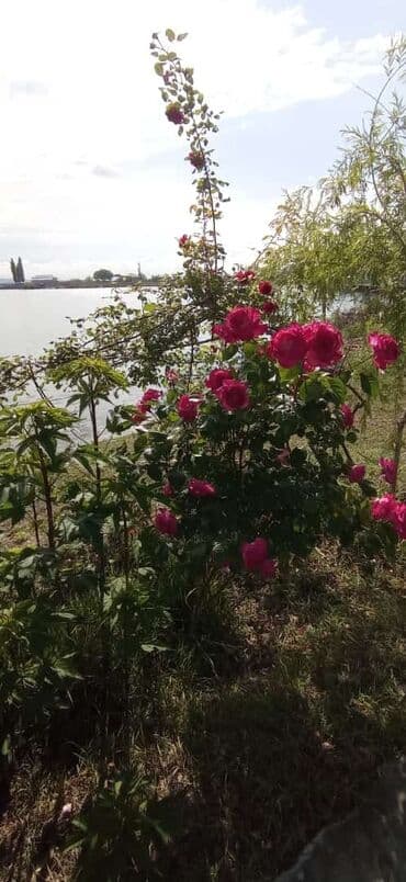 9 sot, Biznes üçün, Mülkiyyətçi, Kupça (Çıxarış) lalafo.az -da 9 sot, Biznes üçün, Mülkiyyətçi, Kupça (Çıxarış)