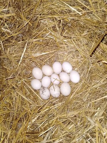 Pekin ördək yumurtaları satılır Damazlıq - Növ: Ağ ev ördəyi (2 ədəd lalafo.az -da Pekin ördək yumurtaları satılır Damazlıq - Növ: Ağ ev ördəyi (2 ədəd