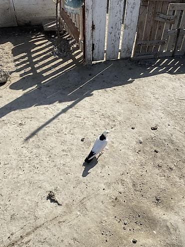 Bır cut boynu güllü satılır real alıcıya endırım olacak lalafo.az -da Bır cut boynu güllü satılır real alıcıya endırım olacak