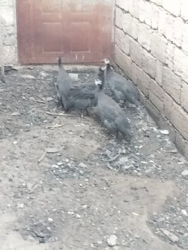 Firengler 5 ayın heyvandi unvan bine savxoz lalafo.az -da Firengler 5 ayın heyvandi unvan bine savxoz