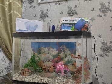 Dördbucaq akvarium, 80 l lalafo.az -da Dördbucaq akvarium, 80 l