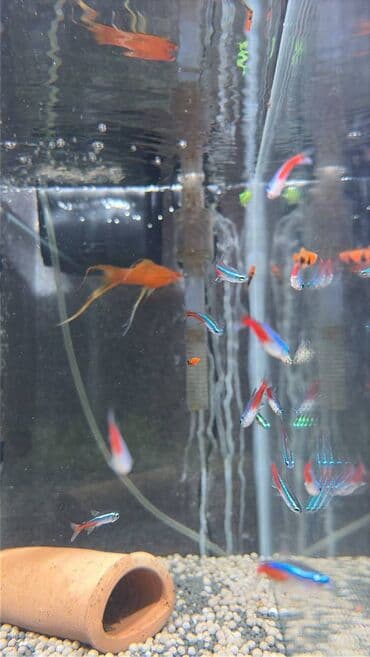 Balıqlar: Neon balığı, Sülhsevər, Pulsuz çatdırılma, Ünvandan götürmə lalafo.az -da — 1 Balıqlar: Neon balığı, Sülhsevər, Pulsuz çatdırılma, Ünvandan götürmə — 1