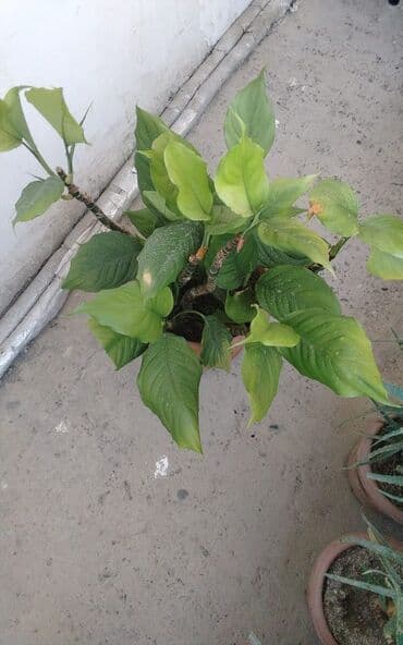 Удобрения: Qadın xöşbəxtliyi gülü, torpağı münbit torpaqdır,gül sağlamdır,ev və at lalafo.az — 1 Удобрения: Qadın xöşbəxtliyi gülü, torpağı münbit torpaqdır,gül sağlamdır,ev və — 1