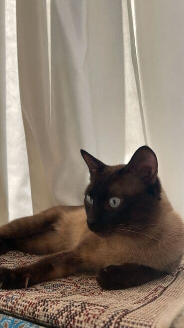 Siam, Erkək, Cütləşmə üçün, Pulsuz çatdırılma lalafo.az -da Siam, Erkək, Cütləşmə üçün, Pulsuz çatdırılma