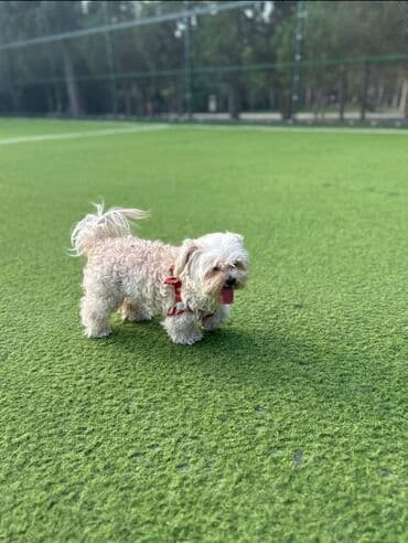 Malta bolonka, 6 ay, Dişi, Peyvəndli, Ünvandan götürmə lalafo.az -da Malta bolonka, 6 ay, Dişi, Peyvəndli, Ünvandan götürmə