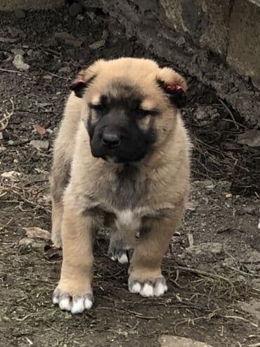 Qurdbasar, 1 ay, Erkek lalafo.az -da Qurdbasar, 1 ay, Erkek