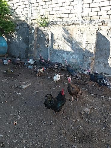 Untuwqa satlir diwiler 45 manat erkek 55 manat 10 diwi 6 erkek dir at lalafo.az Untuwqa satlir diwiler 45 manat erkek 55 manat 10 diwi 6 erkek dir