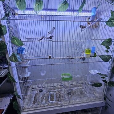 Valier təkərli 2mərtəbəli ara kəsməni çıxardıb böyükdə etmək olur lalafo.az -da Valier təkərli 2mərtəbəli ara kəsməni çıxardıb böyükdə etmək olur