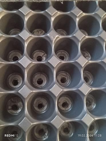 Viol 50 eded badamdardadir 104 dukdu isdiyen desin axsam iceri seher lalafo.az -da Viol 50 eded badamdardadir 104 dukdu isdiyen desin axsam iceri seher