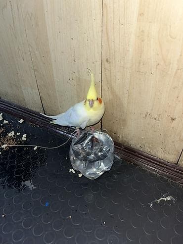 Nimfa (Cockatiel) – sarı başlı, yanaqlarında narıncı ləkəli gözəl rəng lalafo.az -da Nimfa (Cockatiel) – sarı başlı, yanaqlarında narıncı ləkəli gözəl rəng