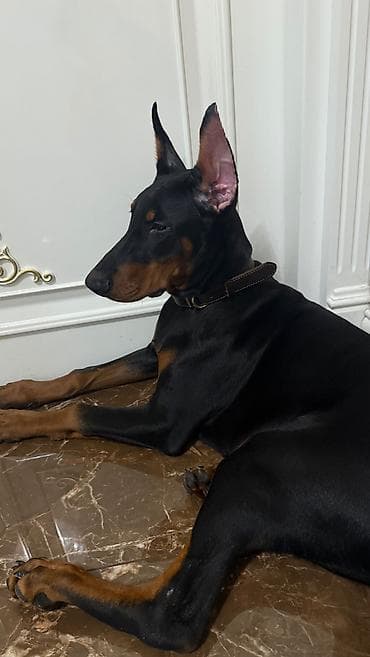 Doberman, 4 ay, Erkek lalafo.az -da Doberman, 4 ay, Erkek