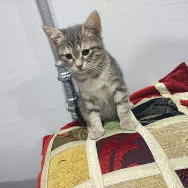 Britan, Dişi, Yaxşı əllərə, Ünvandan götürmə lalafo.az -da Britan, Dişi, Yaxşı əllərə, Ünvandan götürmə