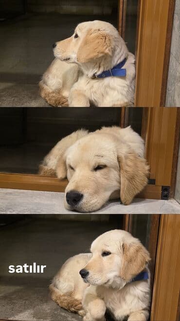 Retriever, 6 ay, Dişi, Ödənişli çatdırılma, Ünvandan götürmə lalafo.az -da Retriever, 6 ay, Dişi, Ödənişli çatdırılma, Ünvandan götürmə