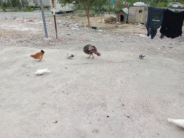 Toyuq, Yumurtalıq, Ünvandan götürmə lalafo.az -da Toyuq, Yumurtalıq, Ünvandan götürmə